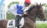 全兄はG1・2勝のダノンスマッシュ ハリウッドメモリーが連勝なるか