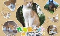 「牧場猫のメト」オンラインくじが登場！ ノーザンレイクの看板猫メトさんやネコパンチのグッズが盛りだくさん