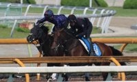 半兄はジャンタルマンタル ウンナターシャが土曜東京のダートで初陣/関西馬メイクデビュー情報