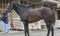 北九州記念は「馬体重」がポイント!? 馬体派記者は小柄な快足馬をピックアップ