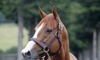 重賞4勝のジャスティンがアロースタッドへ 26年から種牡馬生活