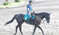 母はフローラS勝ち馬 ペルウィクトールが日曜新潟で初陣/関東馬メイクデビュー情報