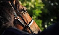 【札幌記念／危険な人気馬】洋芝OKの4歳一角に黄信号　「7割が馬券圏外」の臨戦過程、“産駒は勝ち星ゼロ”の舞台に懸念