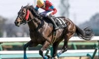 【新潟JS予想オッズ】インプレスが予想1番人気