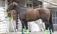 「良馬場ならかなり高い確率で首位争い」 馬体派記者が仕上がりにうなった中京記念出走馬とは  