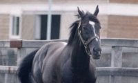 再注目されるサンデーサイレンス 近3年GI馬の約9割が血を継ぐ名種牡馬の影響を探る