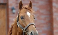 皐月賞馬ジオグリフが種牡馬生活へ 「父同様に多くの活躍馬を」