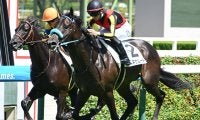 【阪神5R新馬戦結果】リオンディーズ産駒ベネサルートが初陣飾る