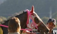 高知競馬場にハルウララの献花台設置 12日から14日まで