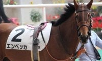 半姉はオークス馬のシンハライト エンベッカが距離延長で初勝利なるか