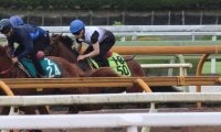 半兄にJpnI馬ライトウォーリアがいる血統 ガーネットフレアが土曜京都で初陣/関西馬メイクデビュー情報
