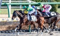 【先週のJRA抹消馬】ダート短距離6勝のスズカコテキタイ、今年の阪神大賞典2着のマコトヴェリーキーなど