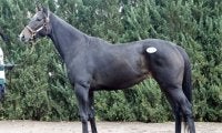 ミックスセール2025・繁殖牝馬 最高価格はJRA2勝馬「ミッキーマカロン」の4300万円