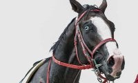 青い眼を持つ競走馬シンフォーエバー SNSで話題の\