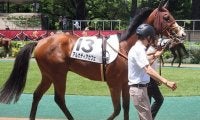 半兄はGI・2勝のカフェファラオ アルカディアカフェが初勝利なるか