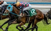 【ファンタジーS】過去10年の勝ち馬はすべてキャリア2戦以下 超好成績を収める要注目の血統とは