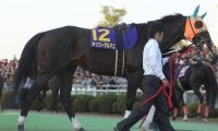 現役時代はGI級10勝 種牡馬としても大活躍の名馬「ホッコータルマエ」を紹介
