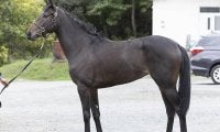 トウカイテイオー唯一の後継種牡馬 クワイトファイン産駒が中央初出走だ