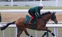 【競馬予想】ジャパンカップに挑む「大物」外国馬カランダガン　欧州最強馬の称号は本物か