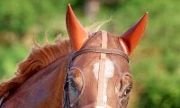 【注目馬動向】凱旋門賞５着のビザンチンドリームは有馬記念へ　ジャスティンパレス、エキサイトバイオも参戦