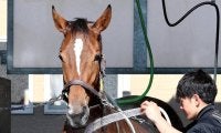【ステイヤーズＳ】ハイレベルな相手に接戦するホーエリート　田島調教師「何とか重賞を勝たせないといけない」