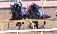 【チャンピオンズＣ】ペプチドナイルが巻き返しへ攻め強化　武英調教師「これでグッと変わってくれれば」