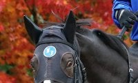 【注目馬動向】ソウルラッシュは次戦の香港マイルがラストラン　種牡馬入りへ