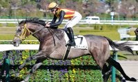 【阪神５Ｒ・２歳新馬】エルハーベンがしぶとく逃げ切ってデビューＶ　高杉吏麒騎手「調教から感触が良くて」
