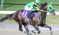 霜降り明星・粗品はウィルソンテソーロが本命 チャンピオンズCは3連複で勝負だ
