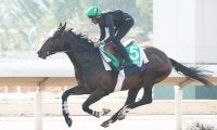 【香港ヴァーズ・ライバル診断】ソジーは陣営待望の良馬場　連覇狙うジアヴェロットは思い切った先行策も