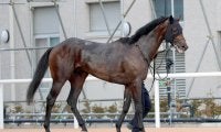 【全日本２歳優駿】パイロマンサー無傷３連勝でＪｐｎ１初制覇　岩田望来騎手「ヒヤッとしたけど勝ち切ってくれた」