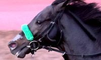 【有馬記念１週前】有終の美飾る！　ジャスティンパレスが意欲的な調整　団野大成騎手「道中の感じも良かった」