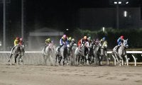 出走12頭ぜんぶ芦毛馬 19日の川崎12Rでホワイトクリスマス賞