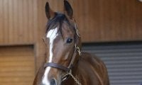 23年皐月賞馬ソールオリエンスがブリーダーズSSに到着 種付け料は150万円