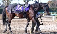 【有馬記念】“滑り込み”で出走するアラタは８歳冬でも元気いっぱい　陣営「まだ馬は若い」