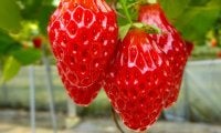 いちごの驚くべき効果効能
