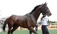 【注目馬動向・３歳】パイロマンサーはＵＡＥダービー直行へ　エイシンディードはファルコンＳを視野