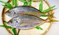 ダイエットに効果的とされる魚は？