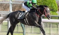 【ポルックスS】甥は三冠馬コントレイル ミスティックロアがオープン初勝利なるか