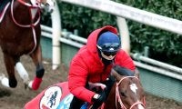 【注目馬動向】アメリカンステージは予定通りにサウジアラビア遠征へ