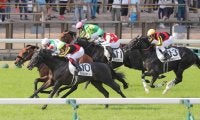 ダービー馬シャフリヤールの初年度産駒が誕生「人にも関心が強いようで…」　一度は種牡馬引退も一転して続行