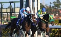 【フェブラリーS想定騎手】ダブルハートボンドは坂井瑠星騎手、コスタノヴァはC.ルメール騎手