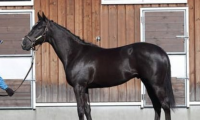 ワグネリアンの従兄弟ヴィルヘルム。調教スタッフはその走りに好評価