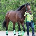 【日本ダービー】皐月賞４着のジョバンニは５枠９番　陣営「前に馬を置いて運べれば」