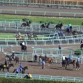 調教ゼッケンや帽子の違いに隠された意味とは 美浦トレセンや函館競馬場で公開調教実施