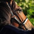 【七夕賞／危険な人気馬】1人気は“26年間”願い叶わなかった歴史も　「重賞勝ち実績なし」に黄信号、18年サーブルオールと重なる不安