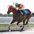バレンタインケーキが連勝 コスモス賞の優先出走権獲得