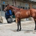 筋肉量、質ともに夏場のGIIIでは“別格の域” 馬体派記者が七夕賞で「不動の軸」に置いた一頭は