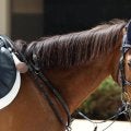 11日、13日に三木ホースランドパークで「引退競走馬杯」 重賞・オープンでの活躍馬も数多く出場