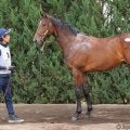 【セレクトセール2025】ロードカナロア産駒に1億9000万円…母は豪G1馬